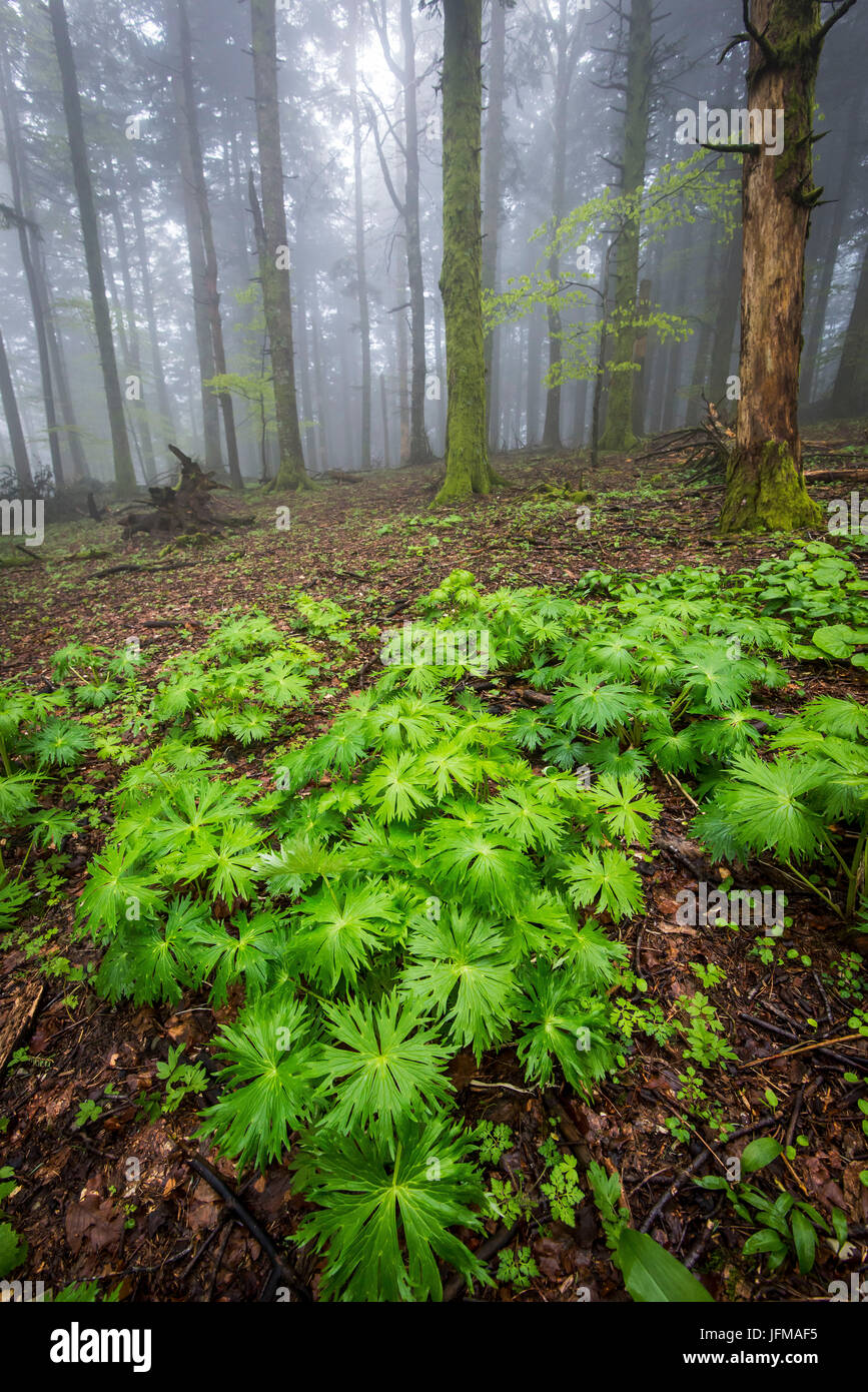Sassofratino Reserve, Foreste Casentinesi National Park, Badia Prataglia, Tuscany, Italy, Europe, Green wet leaves in the wood, Stock Photo