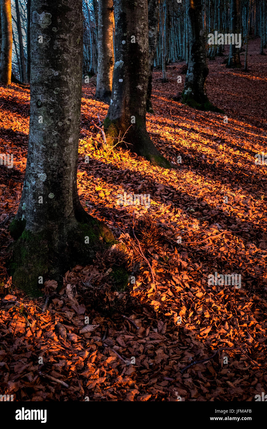 Sassofratino Reserve, Foreste Casentinesi National Park, Badia Prataglia, Tuscany, Italy, Europe, Light blades in the forest, Stock Photo