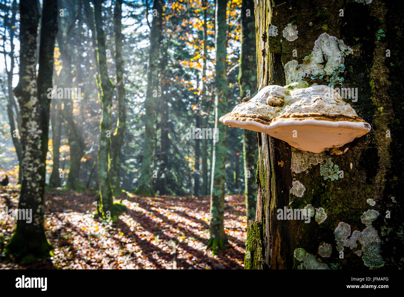Sassofratino Reserve, Foreste Casentinesi National Park, Badia Prataglia, Tuscany, Italy, Europe, A strange mushroom attacked on the trunk, Stock Photo