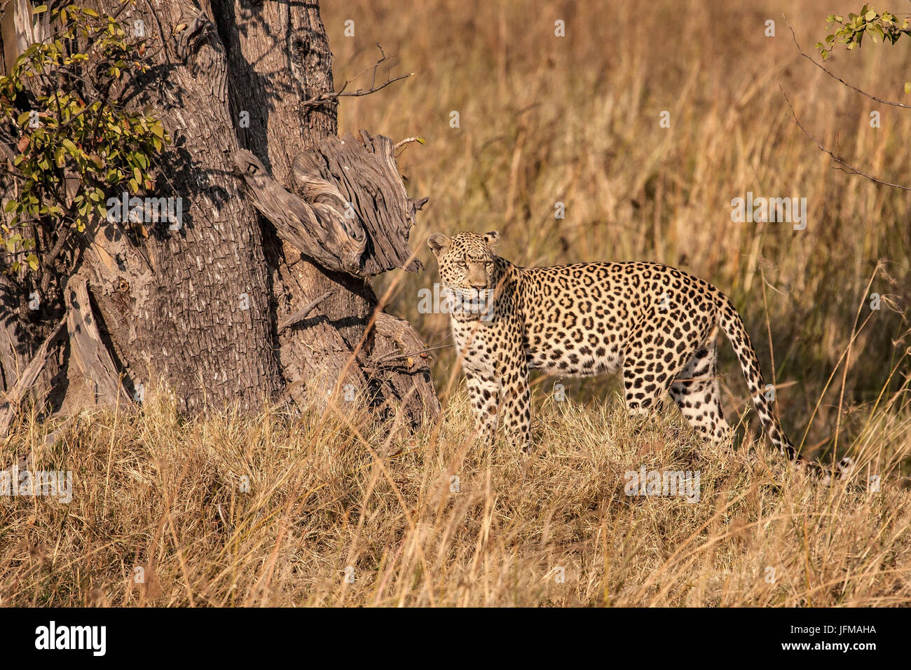 A solitary leopard roaming through the savannah Moremi National Park in Botswana Africa Stock Photo