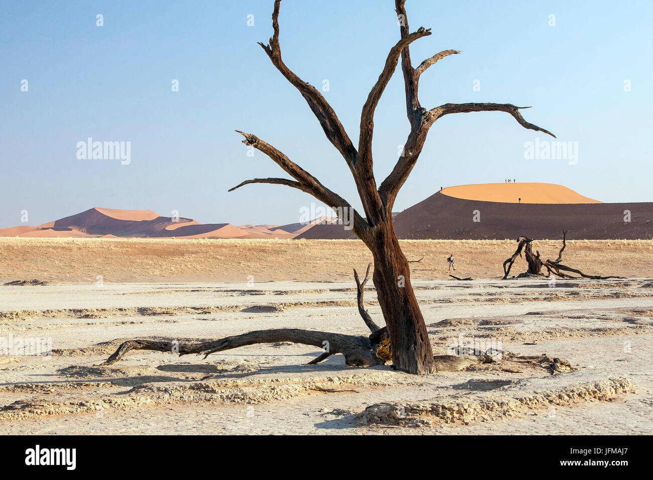 Parched ground and Dead Acacia surrounded by sandy dunes Deadvlei Sossusvlei Namib Desert Naukluft National Park Namibia Africa Stock Photo