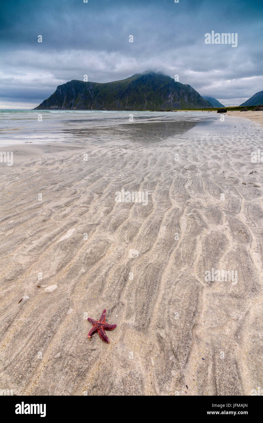 Sea star in the clear water of the fine sandy beach Skagsanden Ramberg Nordland county Lofoten Islands Northern Norway Europe Stock Photo