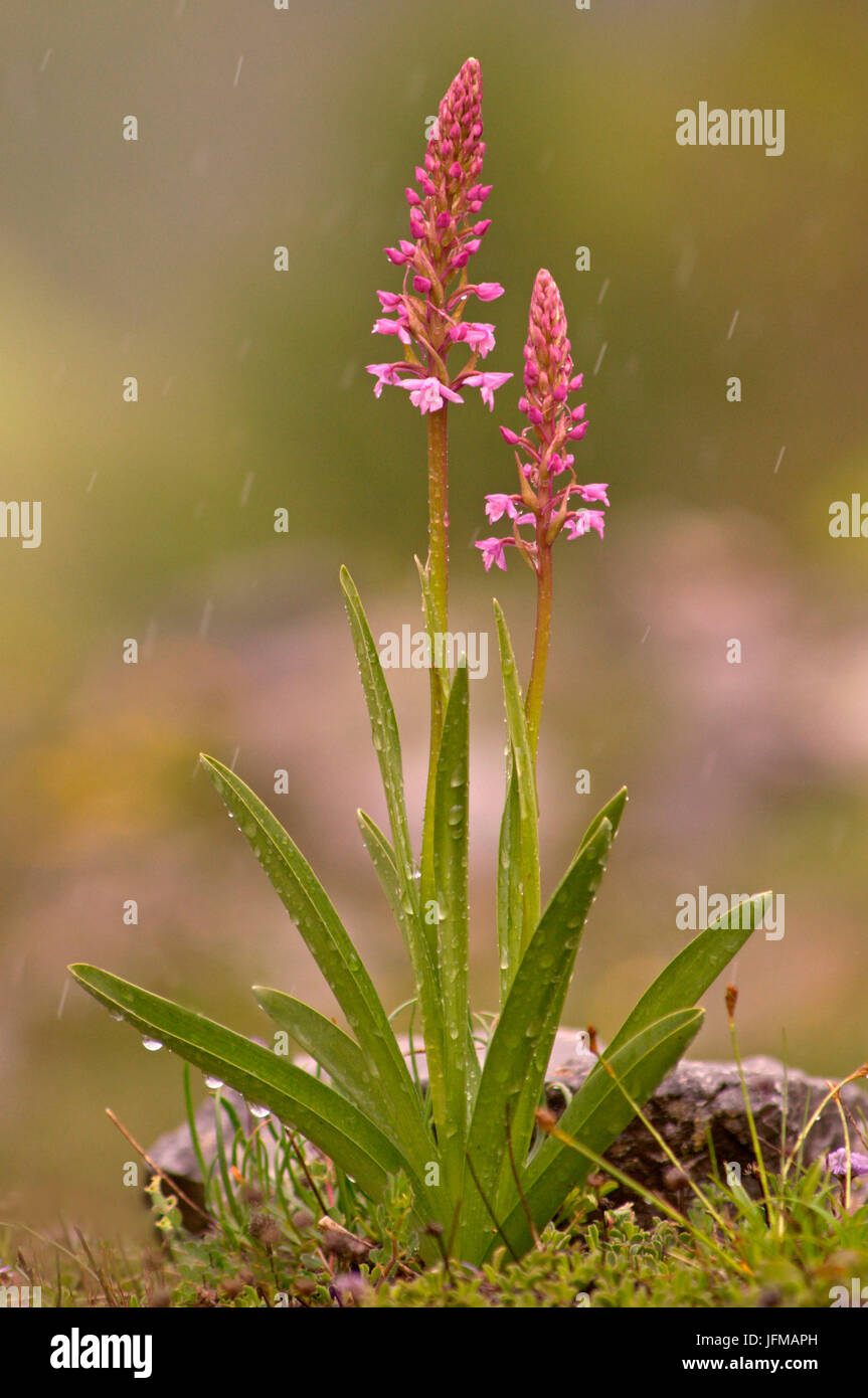 Gymnadenia conopsea, Piedmont, Cuneo, Bersezio, Italy Stock Photo