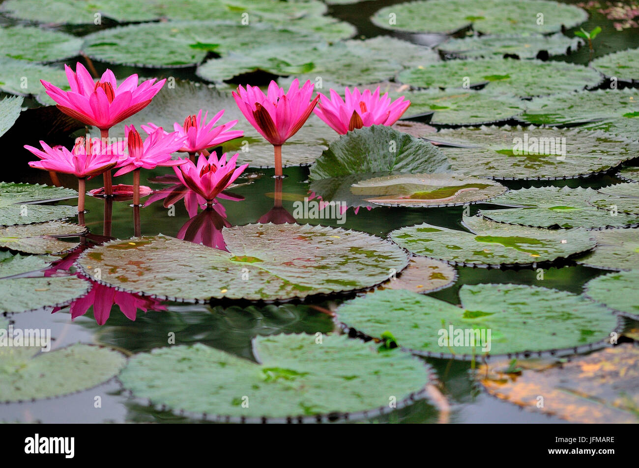 Flowers in the Ayutthaya historical park, in the waters surrounding the temples and statues of Buddha, Stock Photo