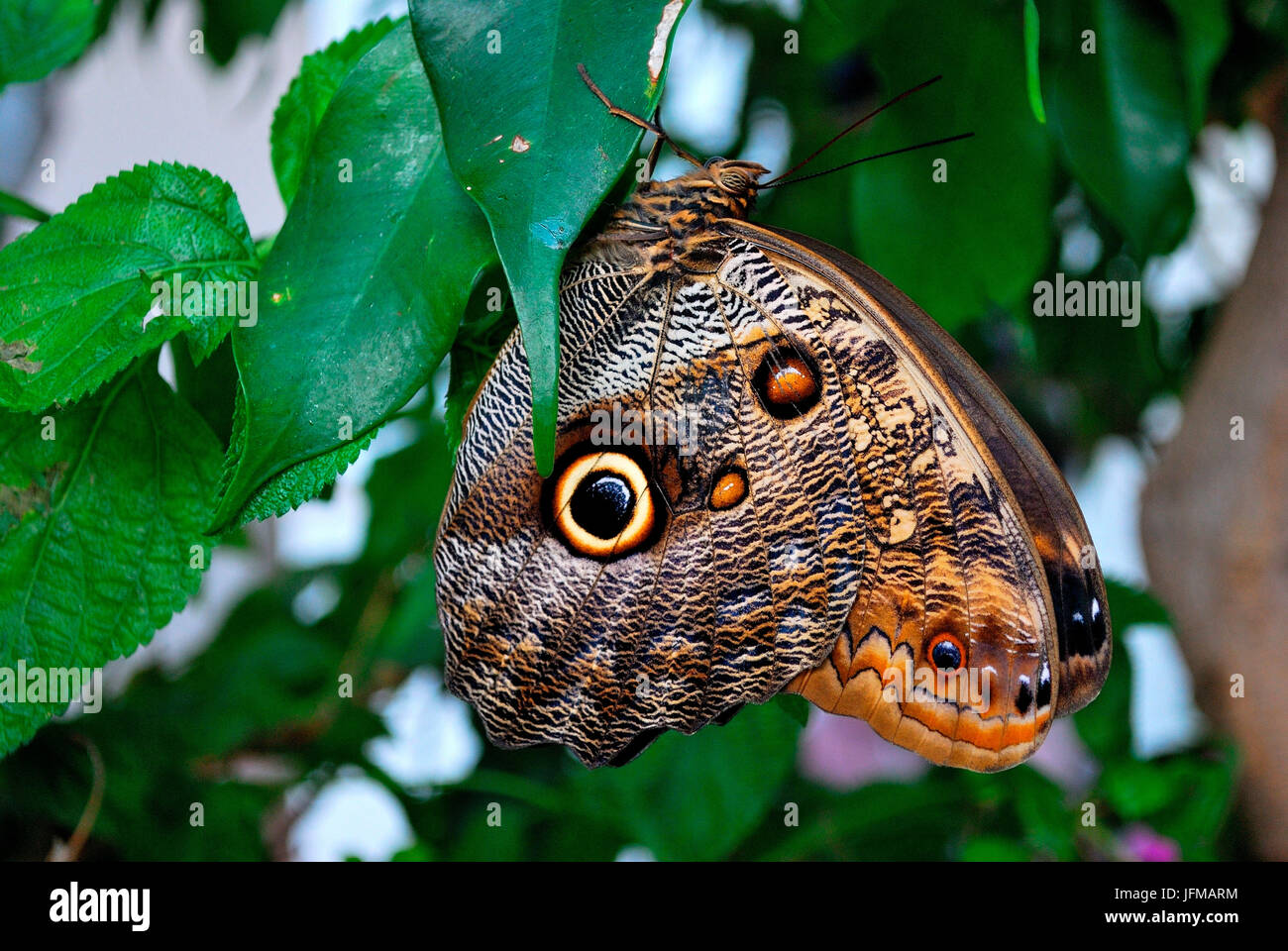 This fantastic specimen of a butterfly is called 'owl' thanks to the beautiful colors found on its wings that just seem to represent the watchful eye of the bird at night, Florence, Italy Stock Photo