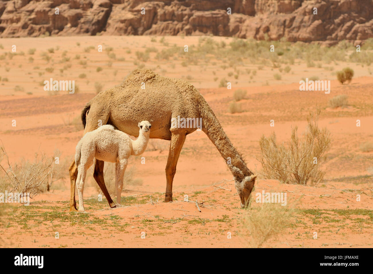 Dromedaries in the desert of Wadi Rum, Jordan, Stock Photo