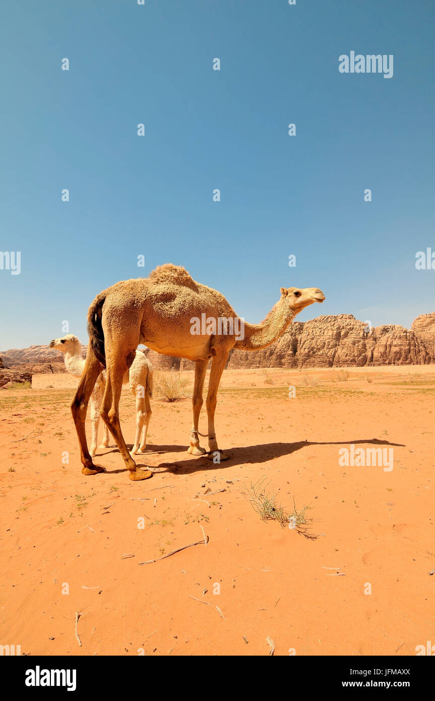 Dromedary grazing, mother and son, in the desert of Wadi Rum, Jordan Stock Photo