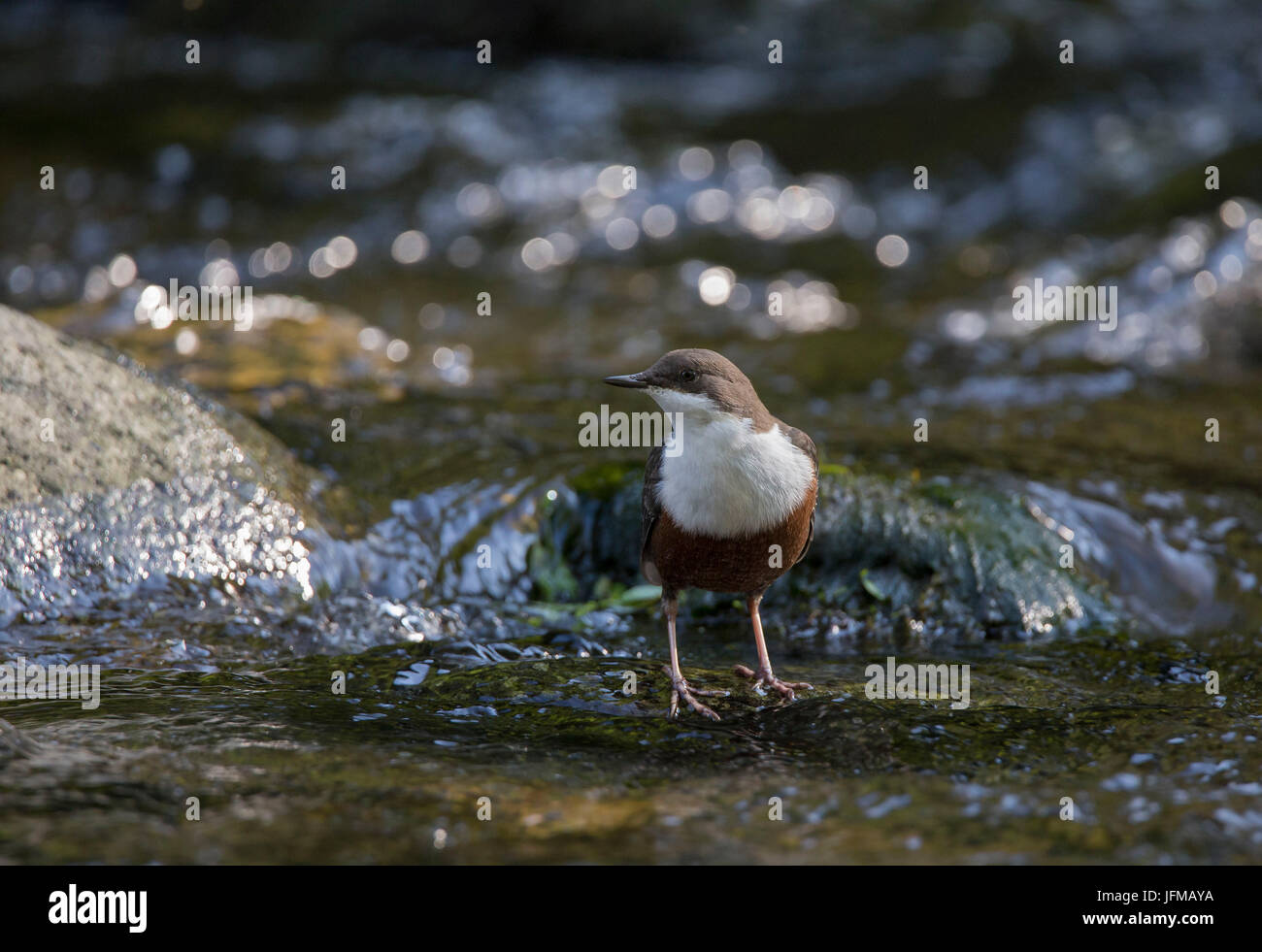 Adamello Natural Park, Lombardy, Italy, Cinclus cinclus Stock Photo