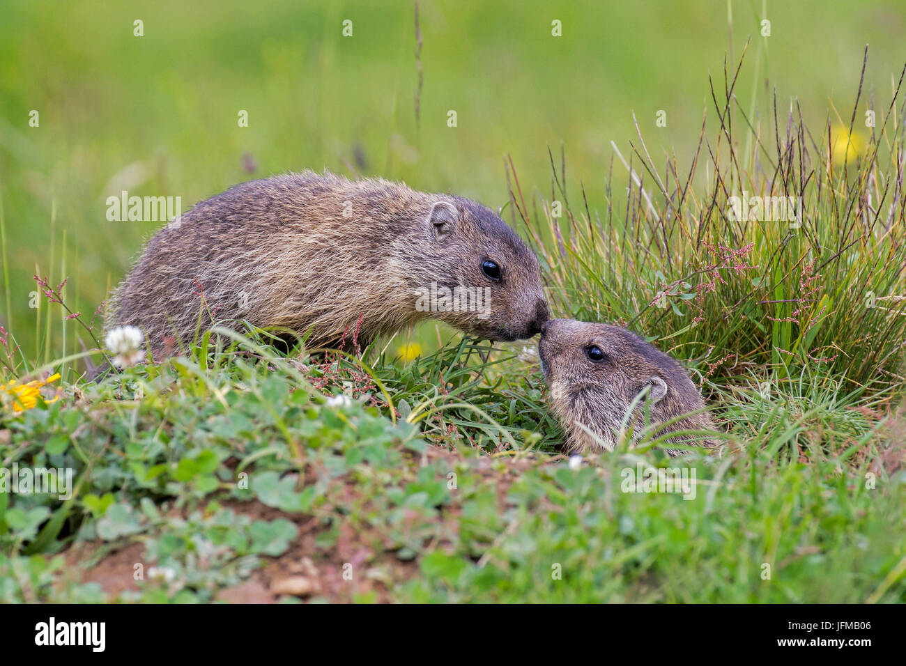 Stelvio National Park, Lombardy, Italy, Marmots Stock Photo