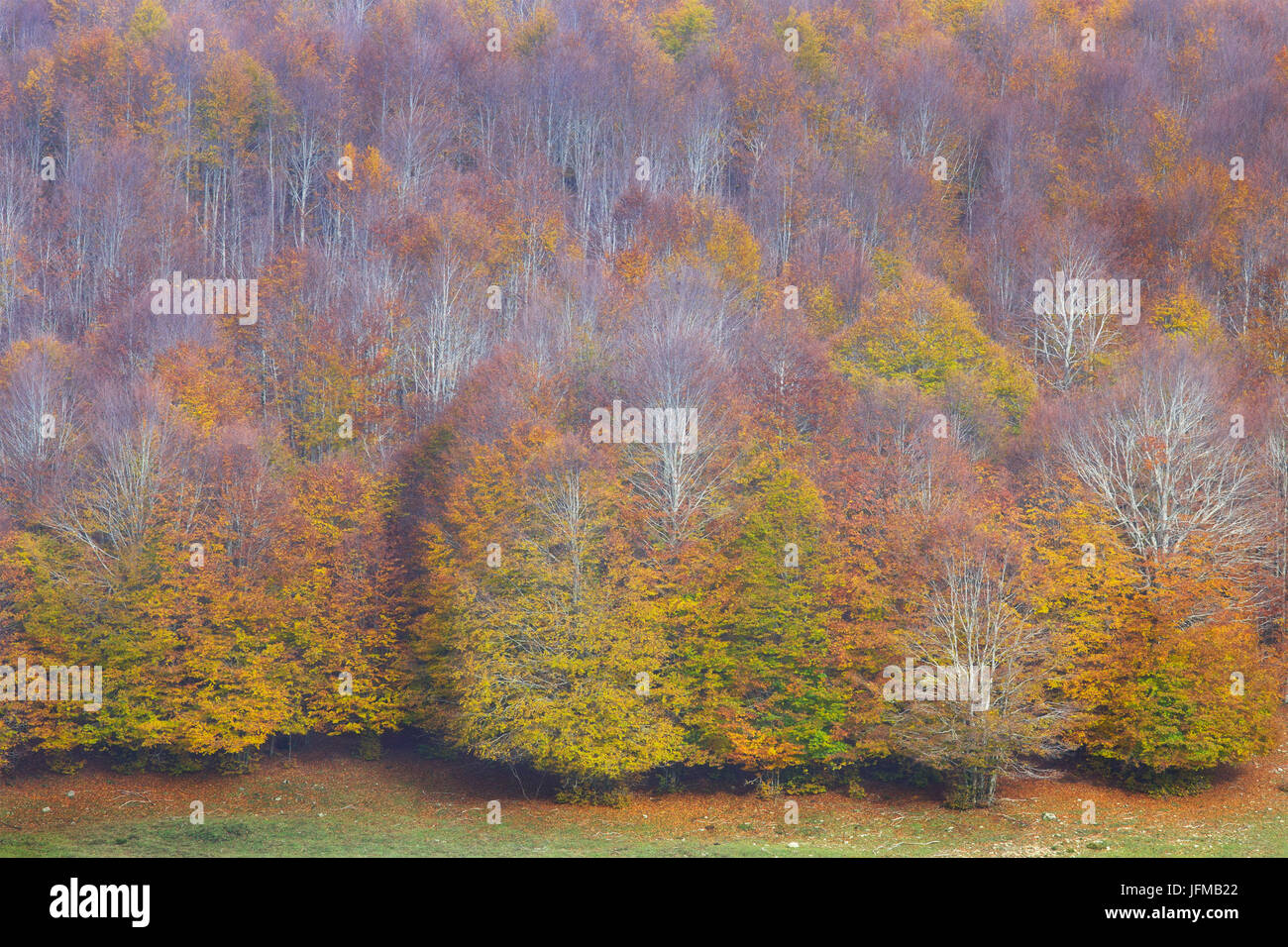 Sila National Park, Buturo, Catanzaro, Calabria, Italy Stock Photo - Alamy