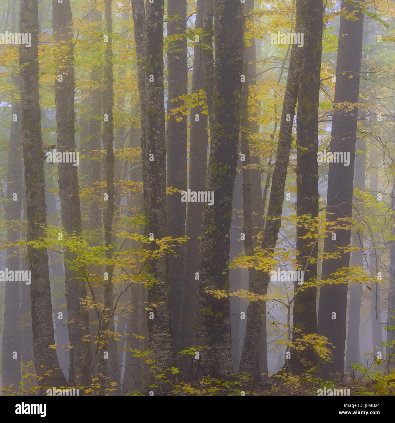 Buturo hi-res stock photography and images - Alamy
