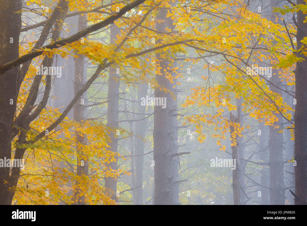 Sila National Park, Buturo, Catanzaro, Calabria, Italy Stock Photo - Alamy