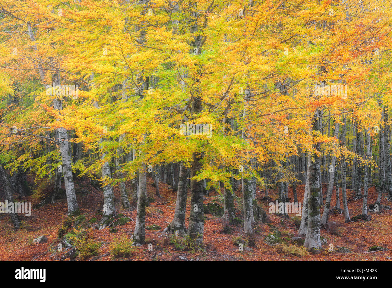 Sila National Park, Buturo, Catanzaro, Calabria, Italy Stock Photo - Alamy