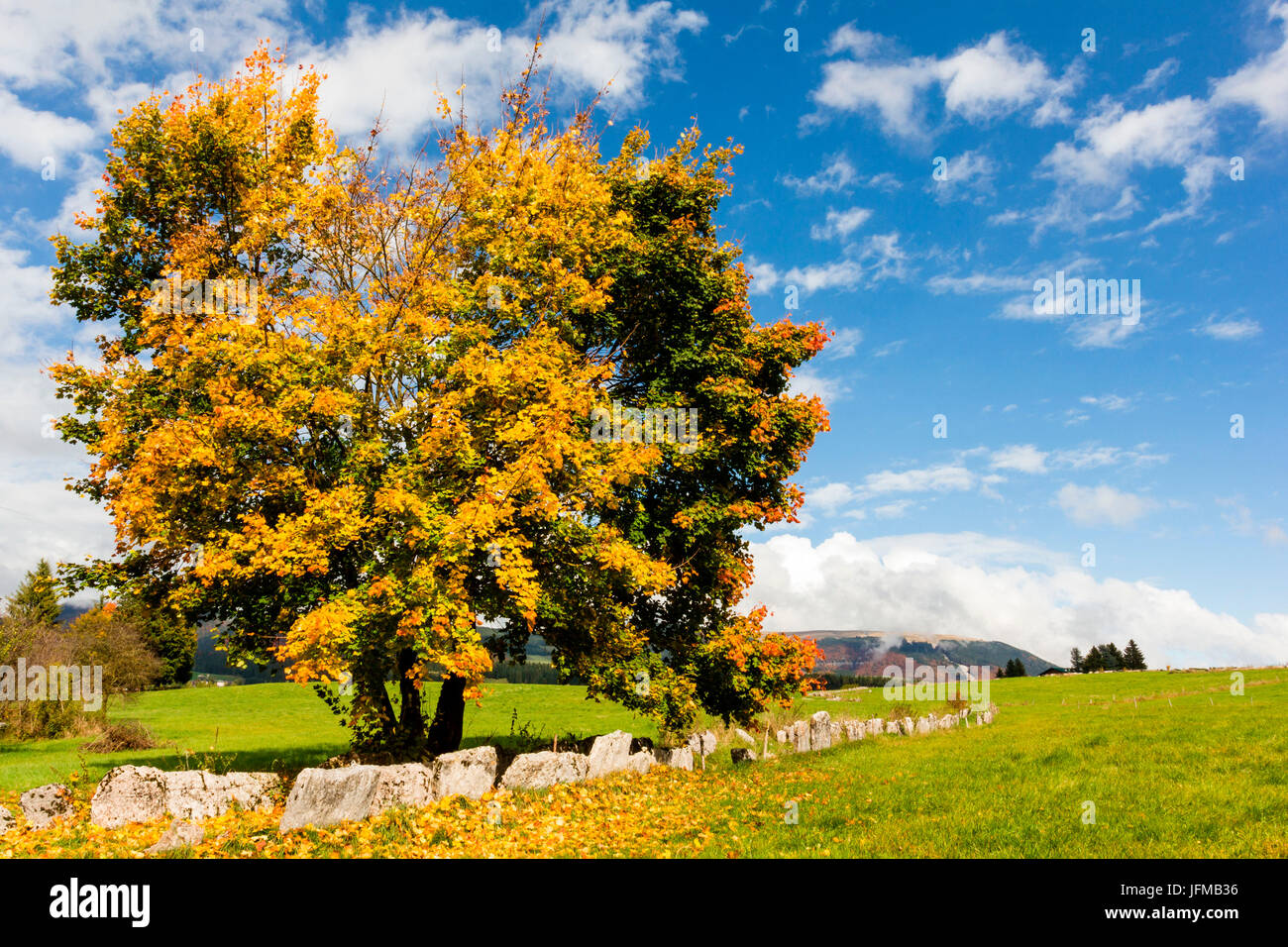 Altopiano of Asiago, Province of Vicenza, Veneto, Italy, Large beech tree along path in autumn, Stock Photo