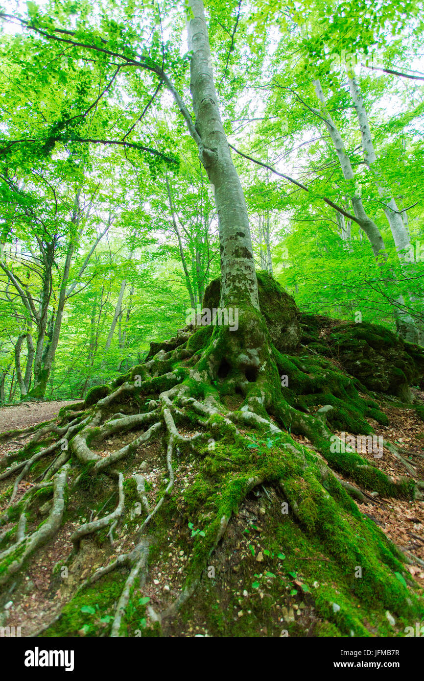 Europe, Italy, Marche, Fermo district, Montefortino, beech forest in the national park of the Sibillini mountains Stock Photo