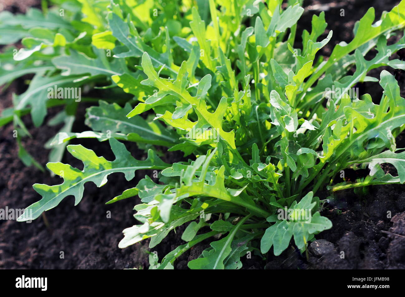 Arugula plant growing in organic vegetable garden. Stock Photo