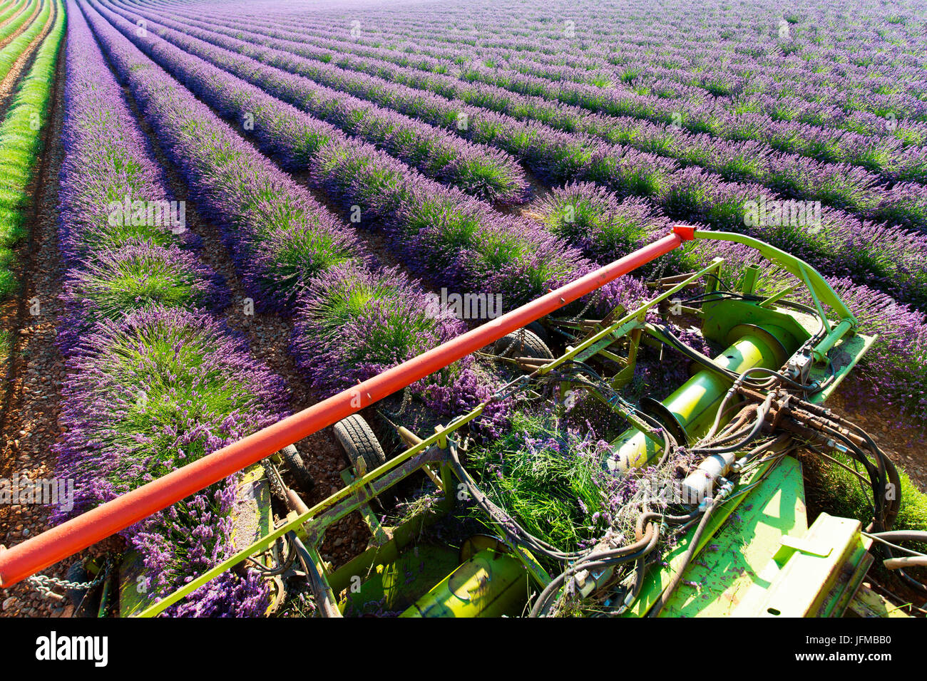 Europe, France, Provence Alpes Cote d'Azur, Plateau de Valensole, Harvesting first rows of lavender Stock Photo