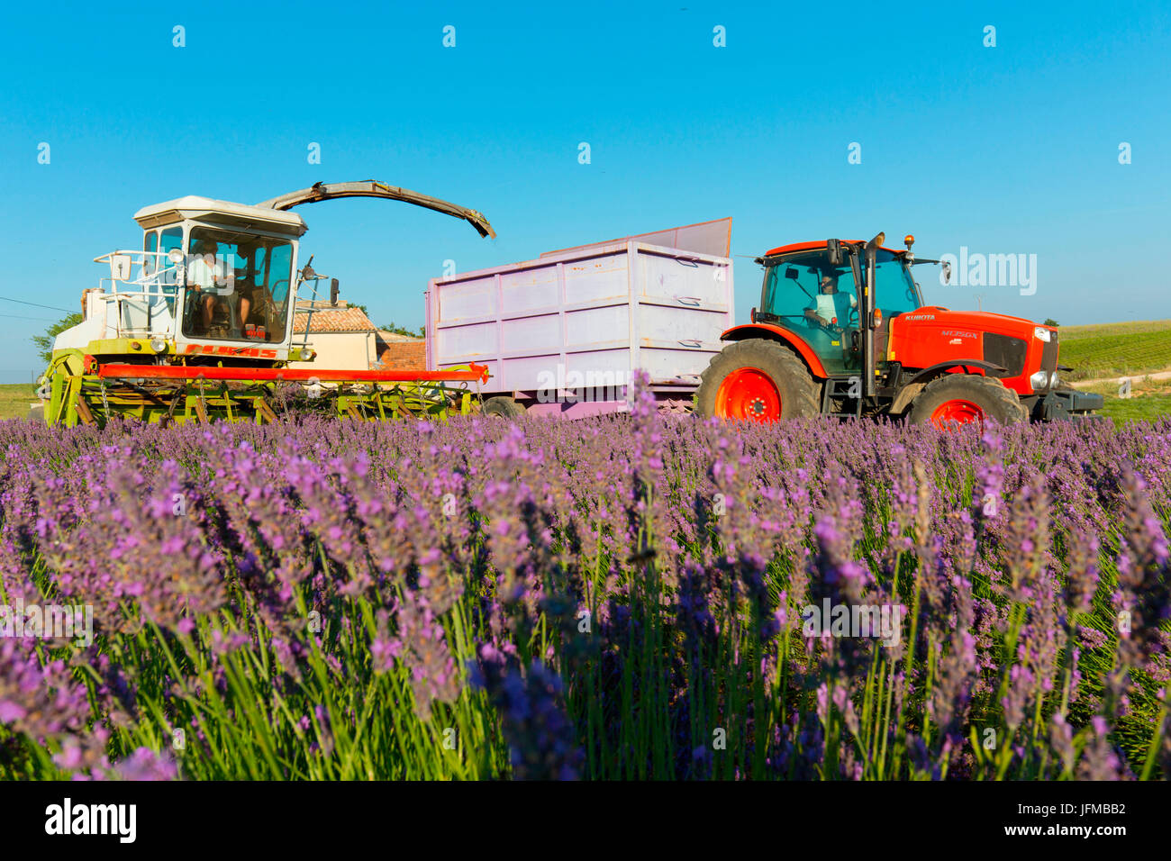 Europe, France, Provence Alpes Cote d'Azur, Plateau of Valensole, Workers begin harvesting first rows of lavender Stock Photo