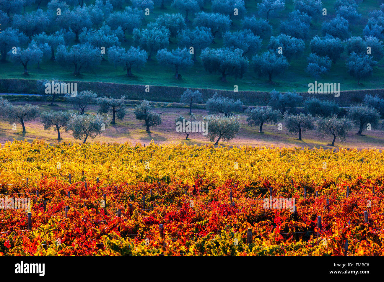 Europe, Italy, Umbria, Perugia district, Vineyards and olive trees of Montefalco Stock Photo