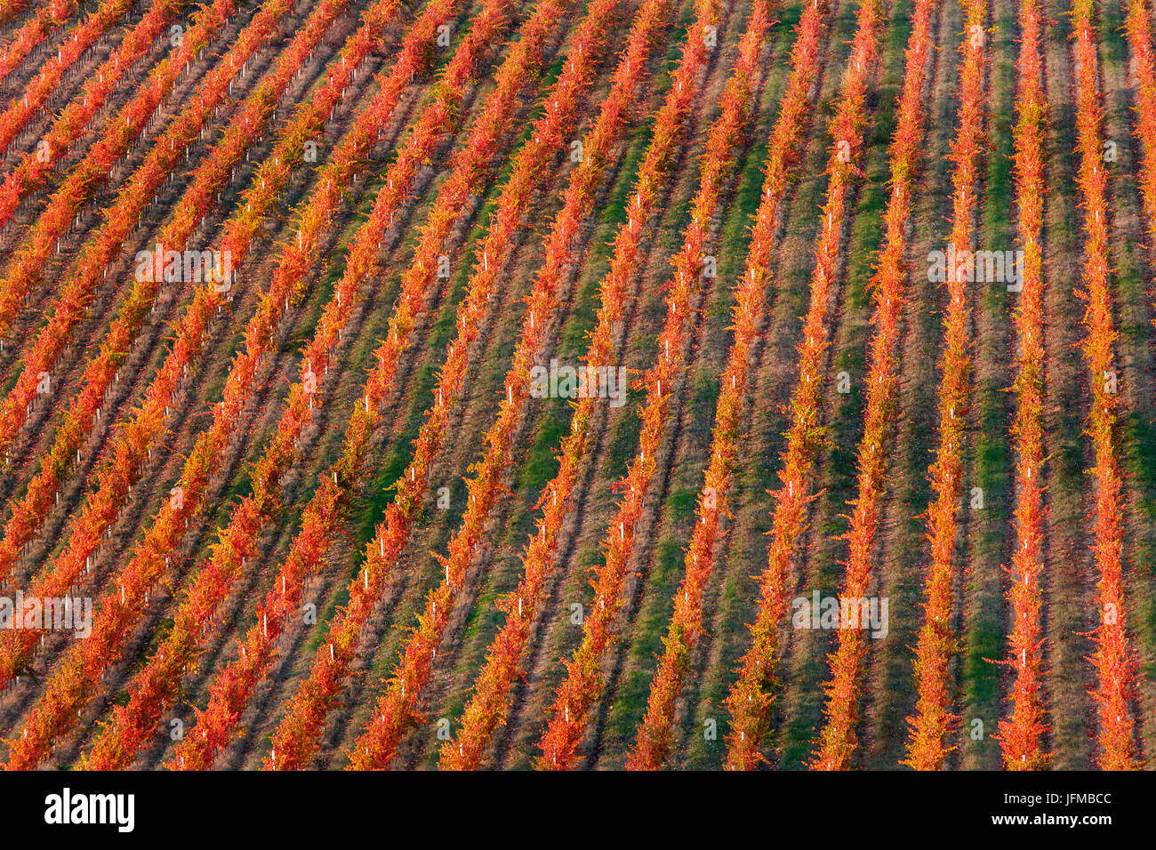 Europe, Italy, Umbria, Perugia district, Vineyards of Montefalco Stock Photo