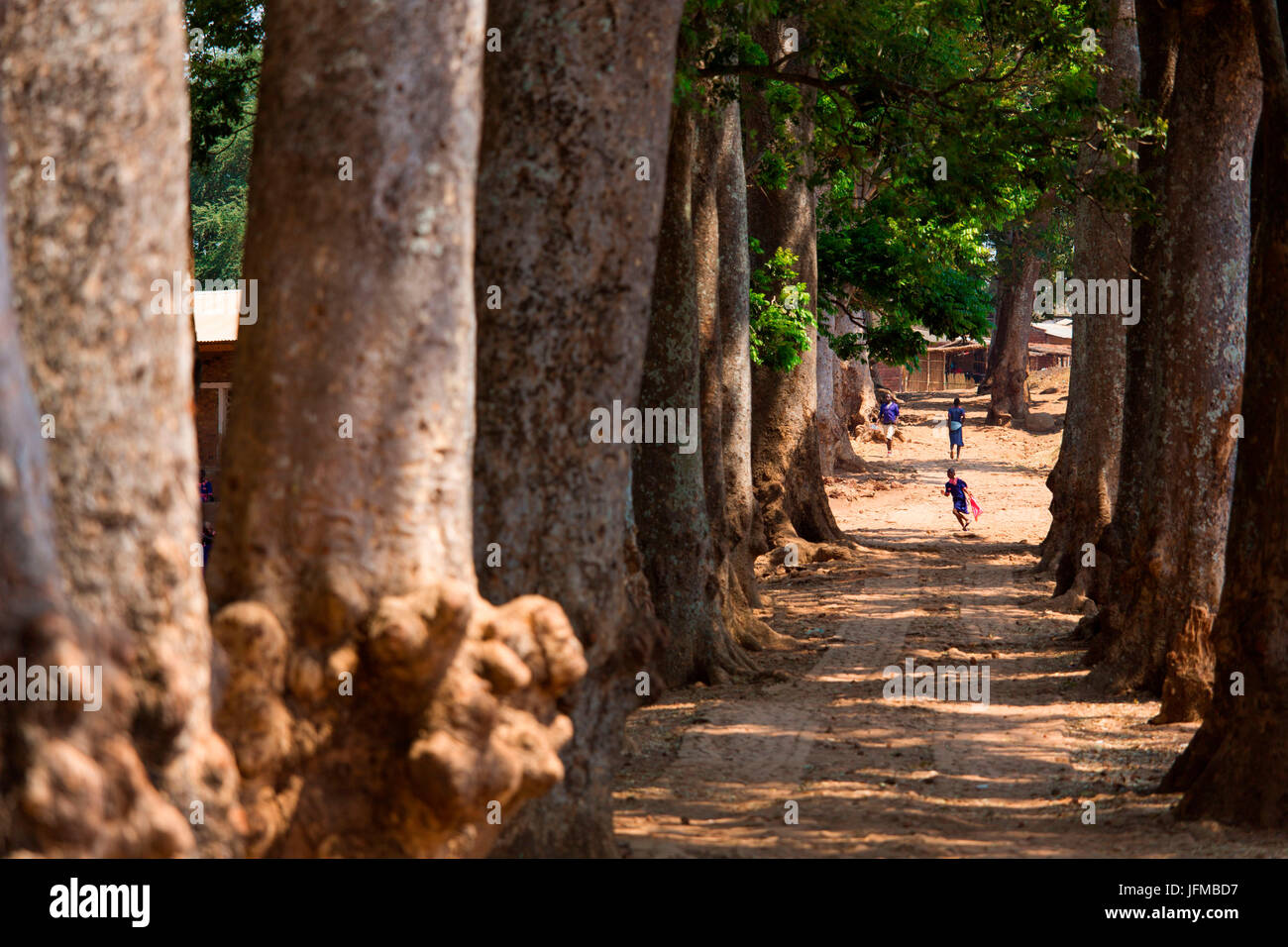 Africa, Malawi, Lilongwe district, Nzama village, Giant Sequoia Stock Photo