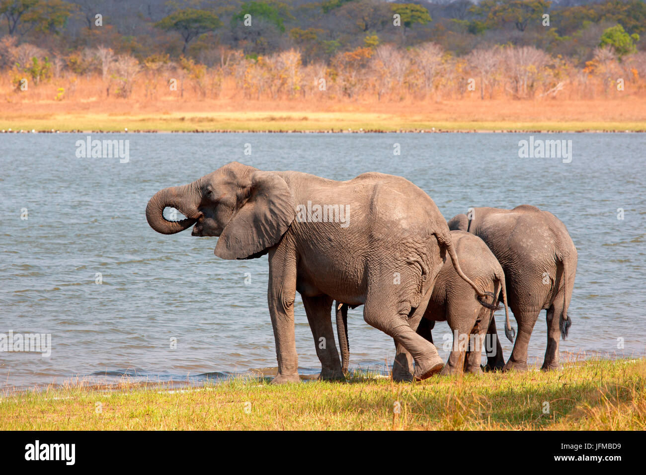 Africa, Malawi, Lilongwe district, Kasungu national park, elephants to the lake Stock Photo
