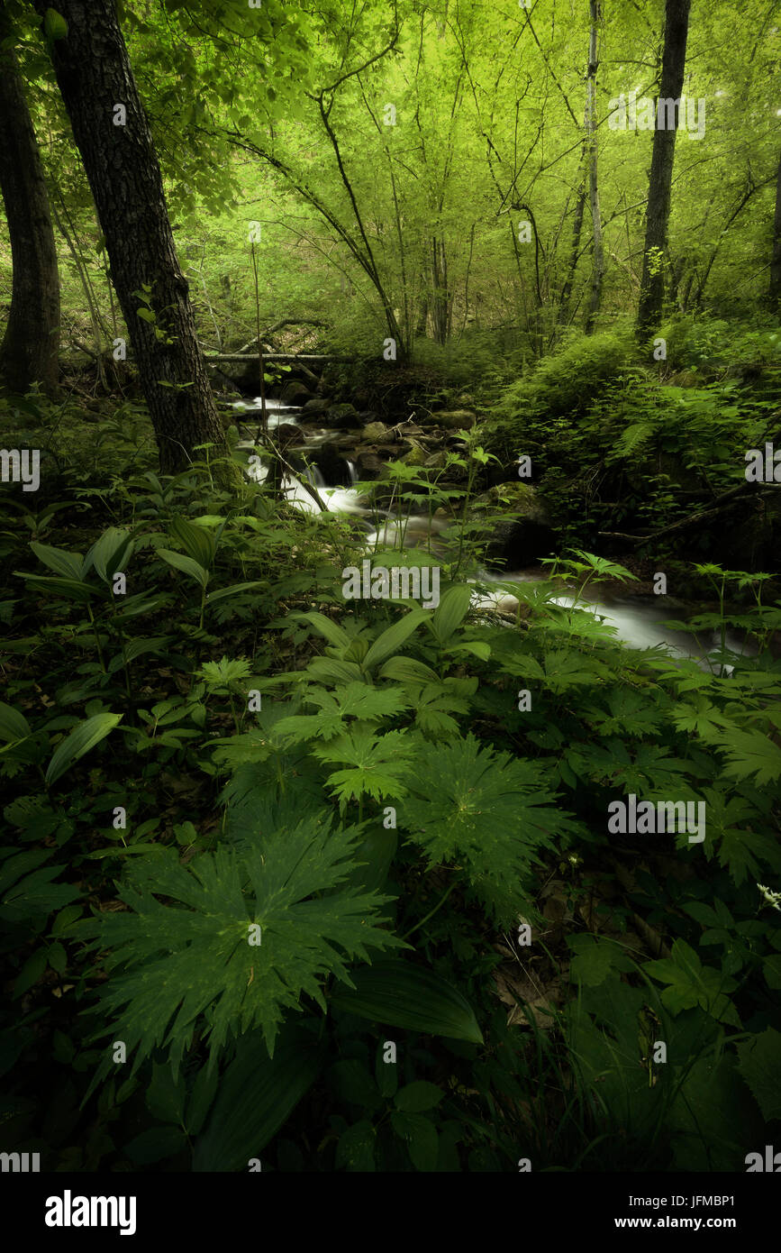 Blooming of wild plants in the forest, Canton Ticino, Switzerland Stock Photo