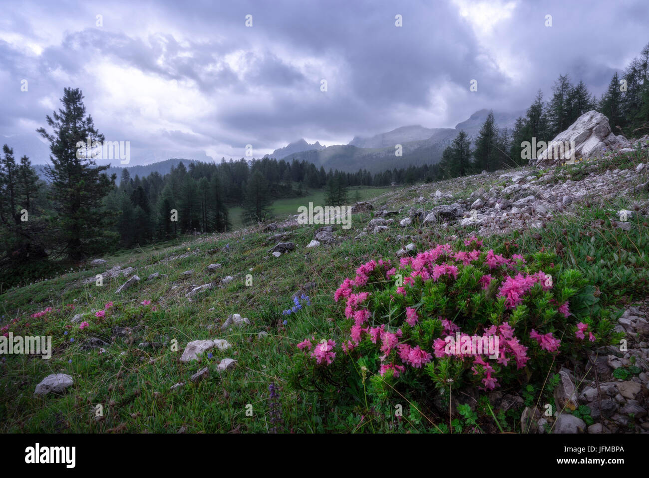 Lastoi de Formin, Dolomites, Cortina d'Ampezzo, Veneto, Belluno, Italy, A small group of Rhododendron Stock Photo