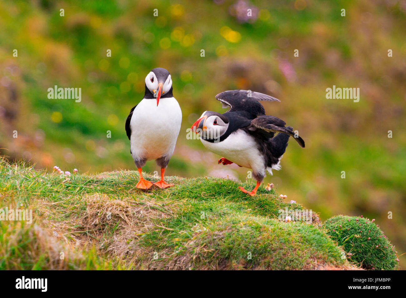 Couple of puffins at Sumburgh lighthouse to the Shetland Islands, Scotland, Stock Photo