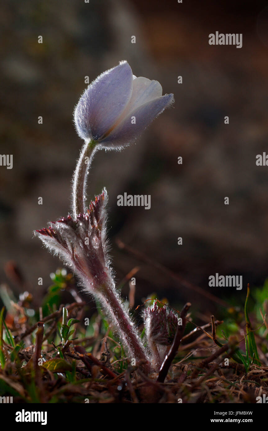 Alpine flower hi-res stock photography and images - Alamy
