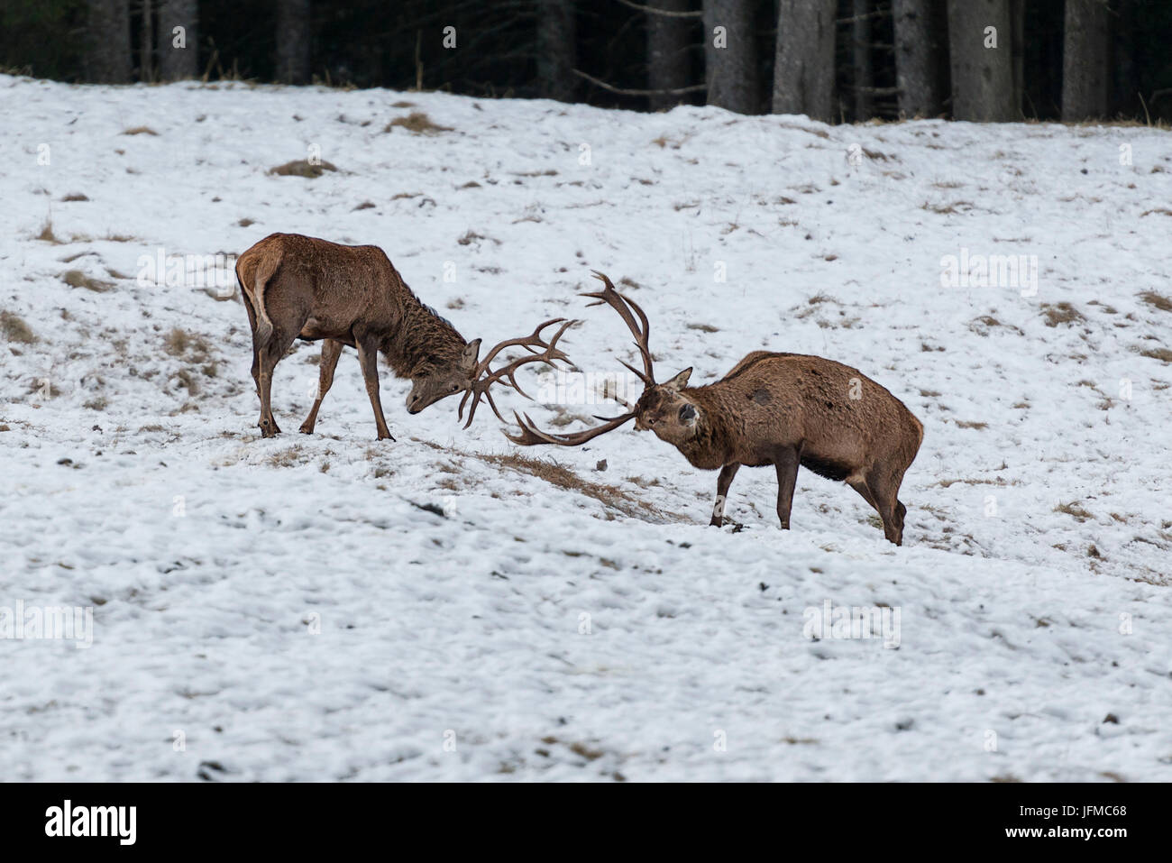 Italy, Trentino Alto Adige, deers fighting in Paneveggio nature park Stock Photo