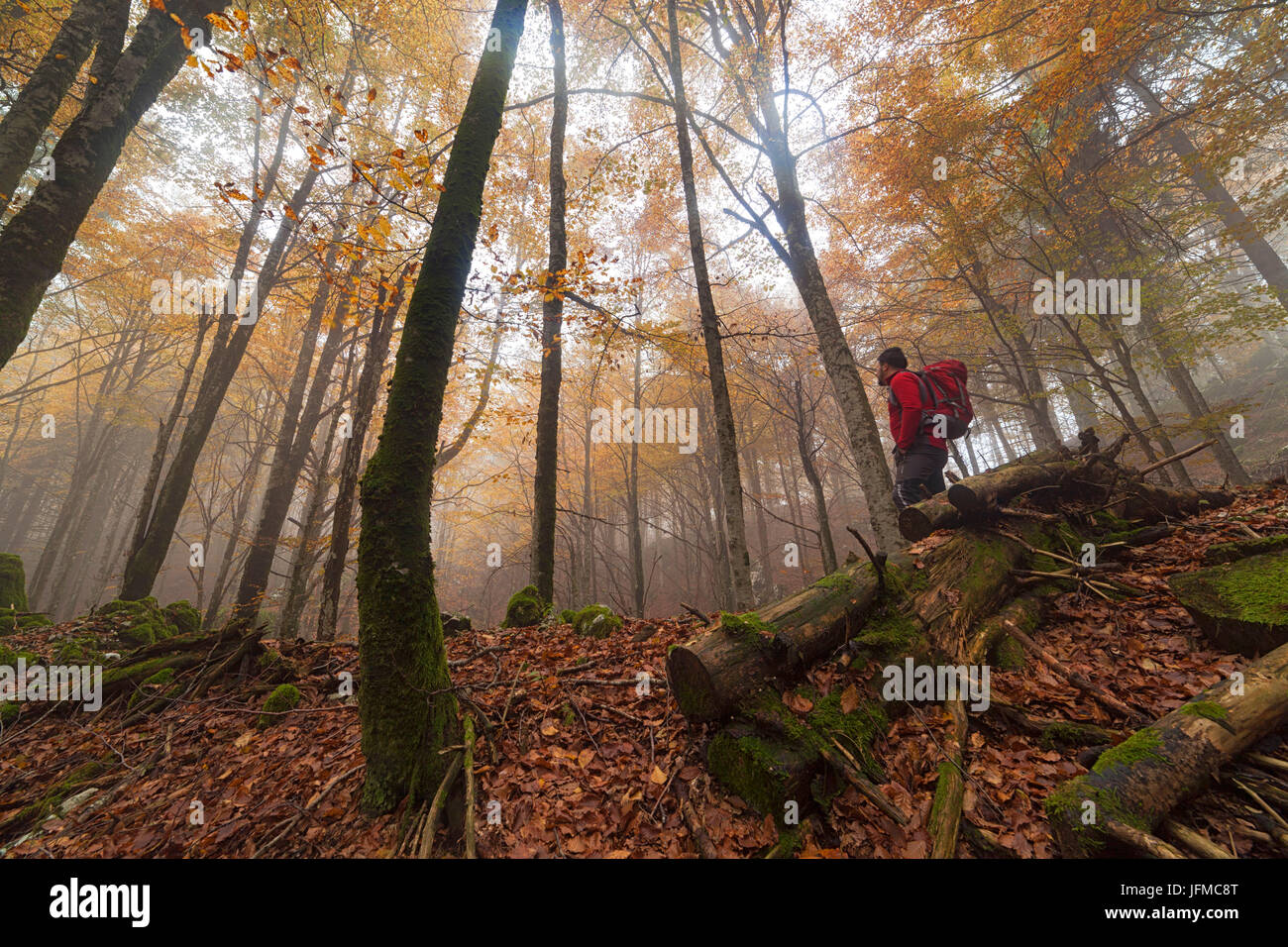 Cansiglio Forest, Fregona, Treviso, Veneto, Italy, Stock Photo