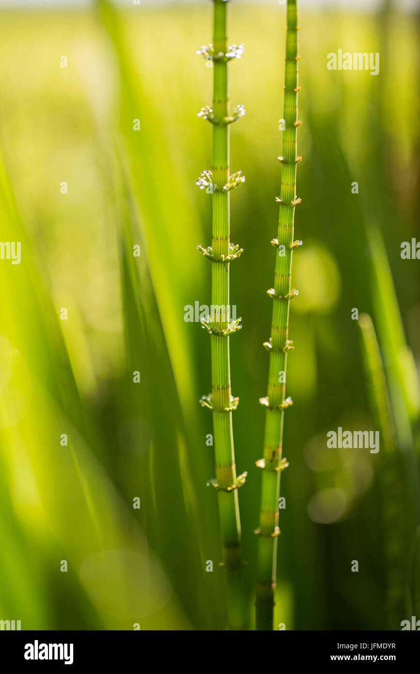 New green reeds on a sunlight, bright green nature background Stock Photo