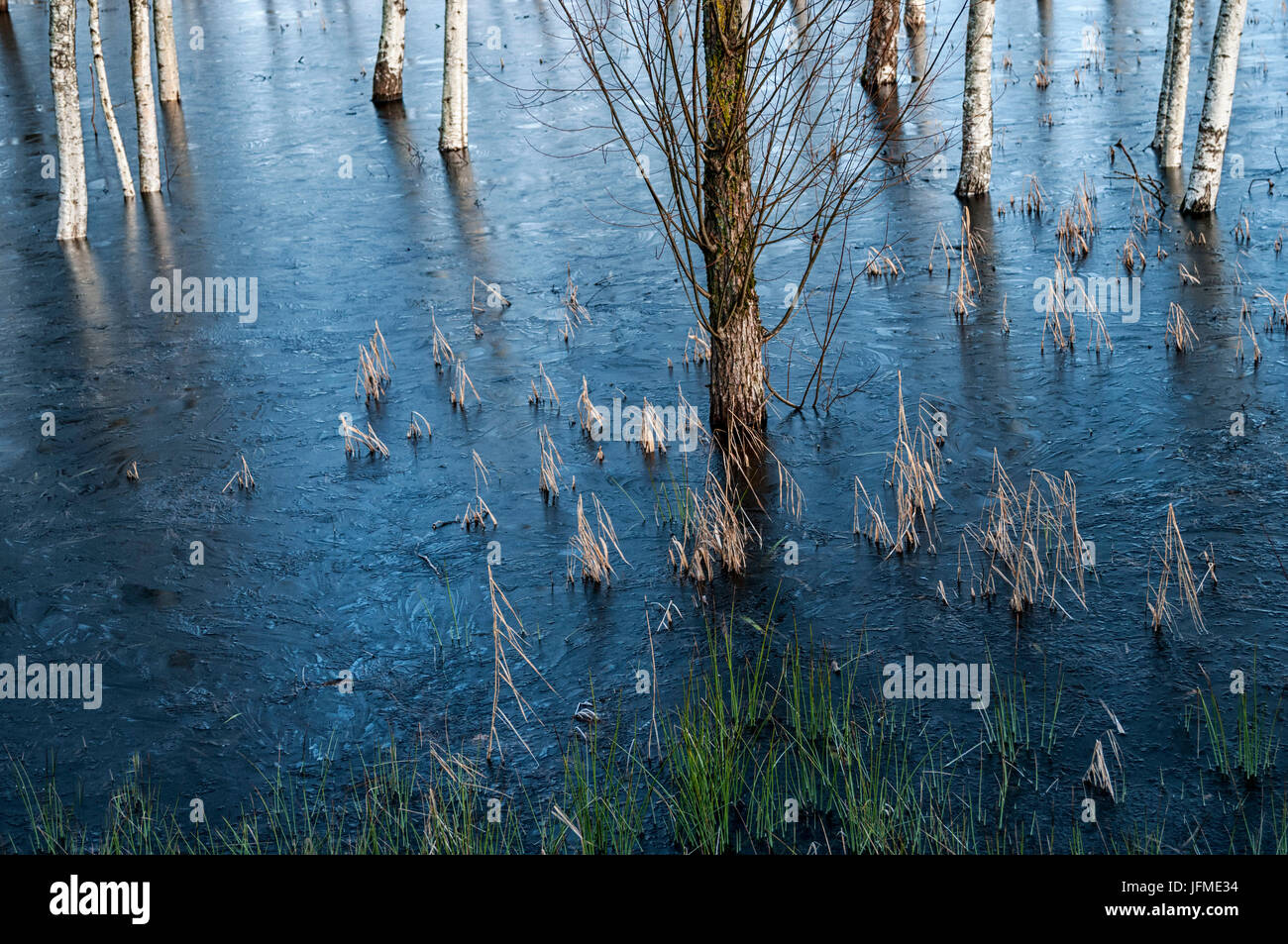 Natural Science, Frozen in ice, trees and grass Stock Photo