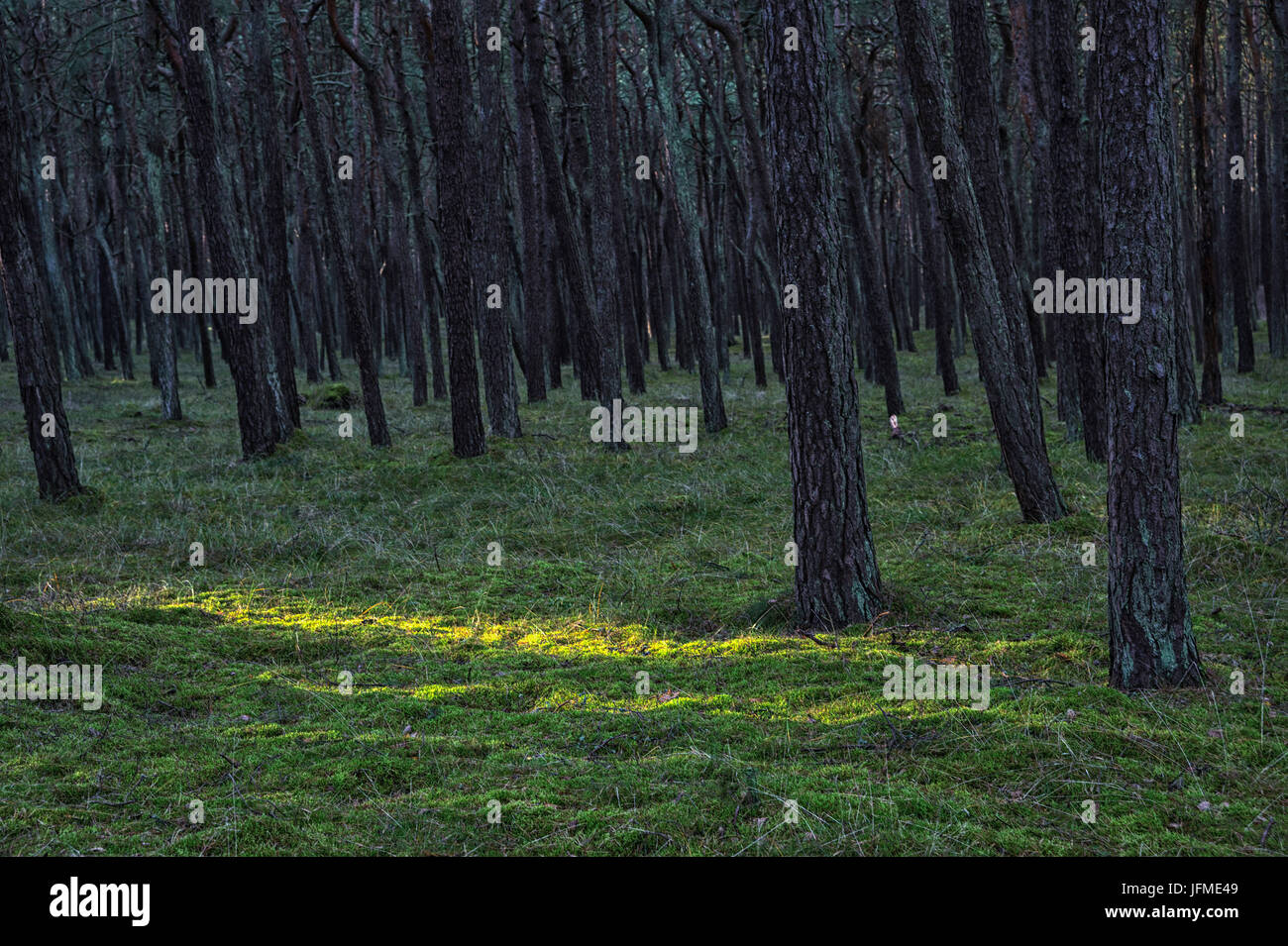 Natural Science, Autumn forest Stock Photo - Alamy