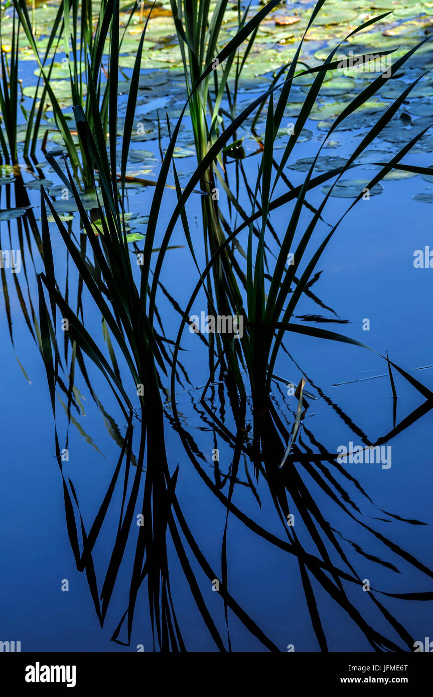 Natural Science, Growing reeds reflected in water Stock Photo Alamy