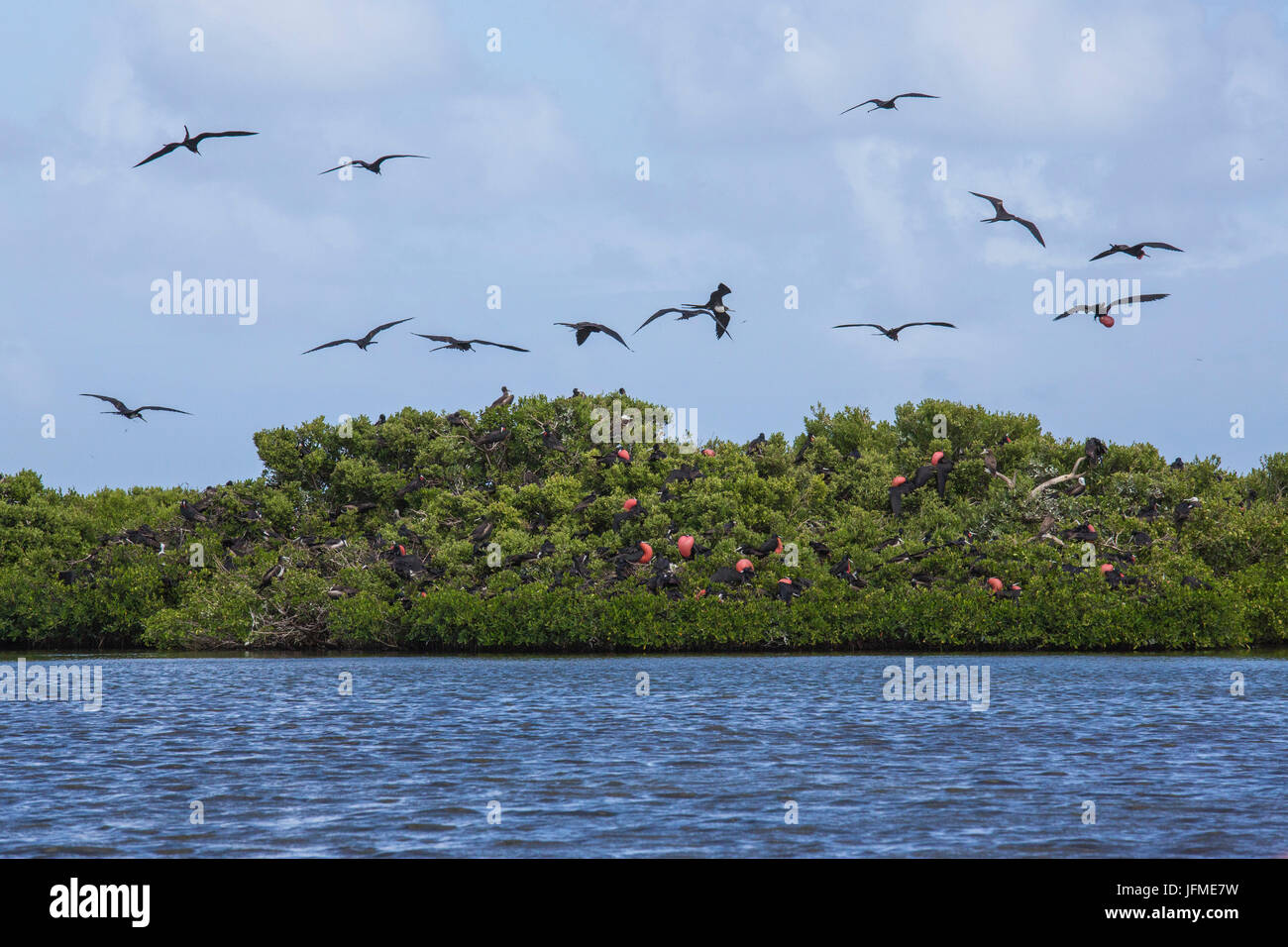 Codrington lagoon barbuda frigate birds hires stock photography and