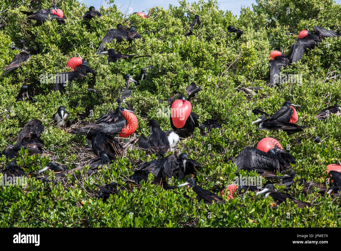 Birds in the green vegetation of the national Park of the Frigate Bird Sanctuary Antigua and Barbuda Leeward Islands West Indies Stock Photo