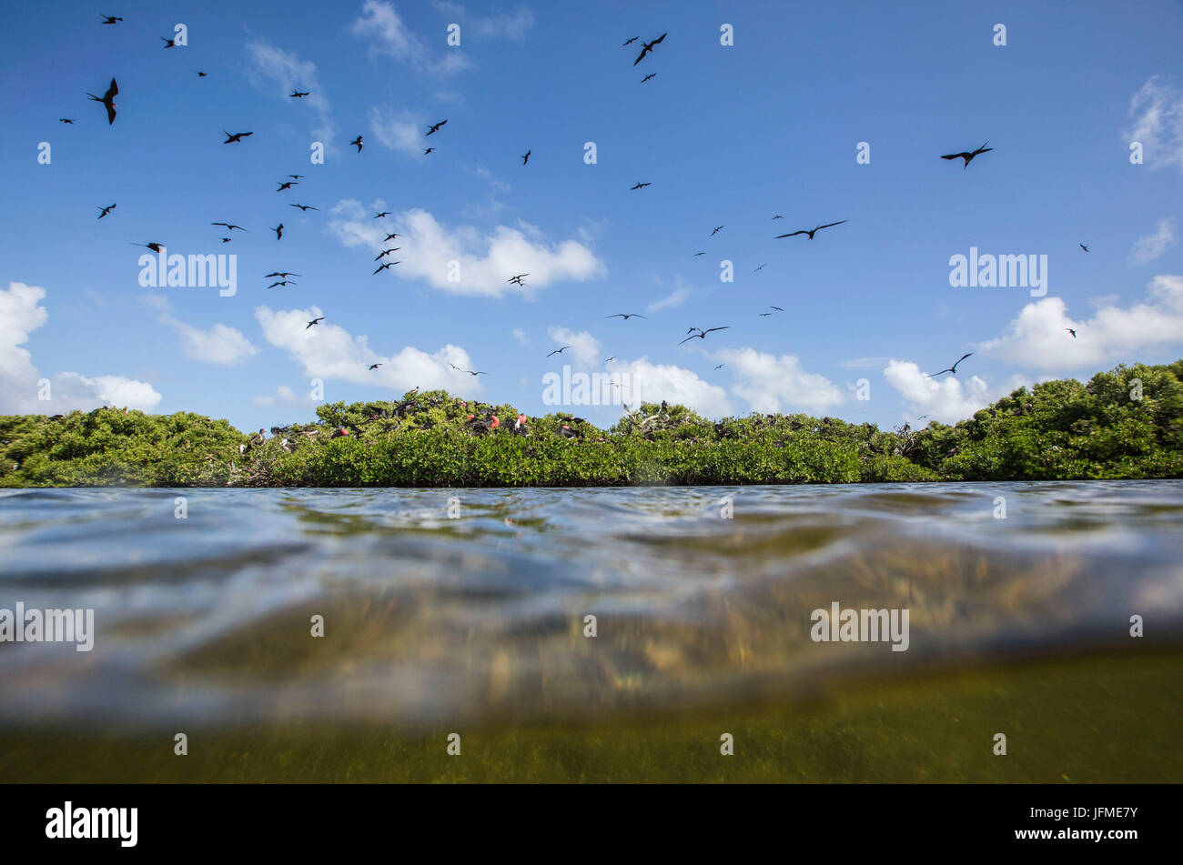 Birds fly on the blue sea in the national Park of Frigate Bird