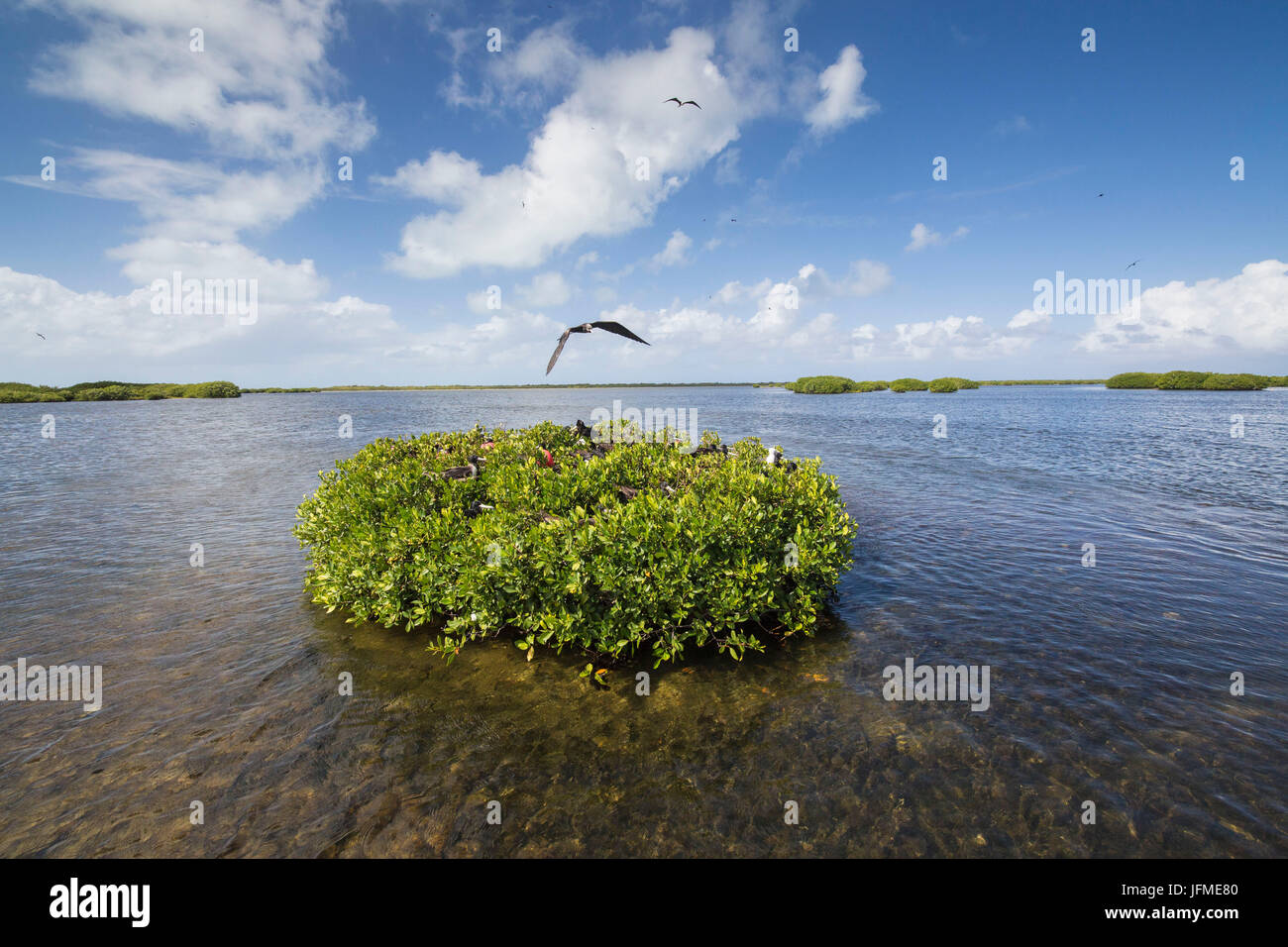 Codrington lagoon barbuda frigate birds hires stock photography and