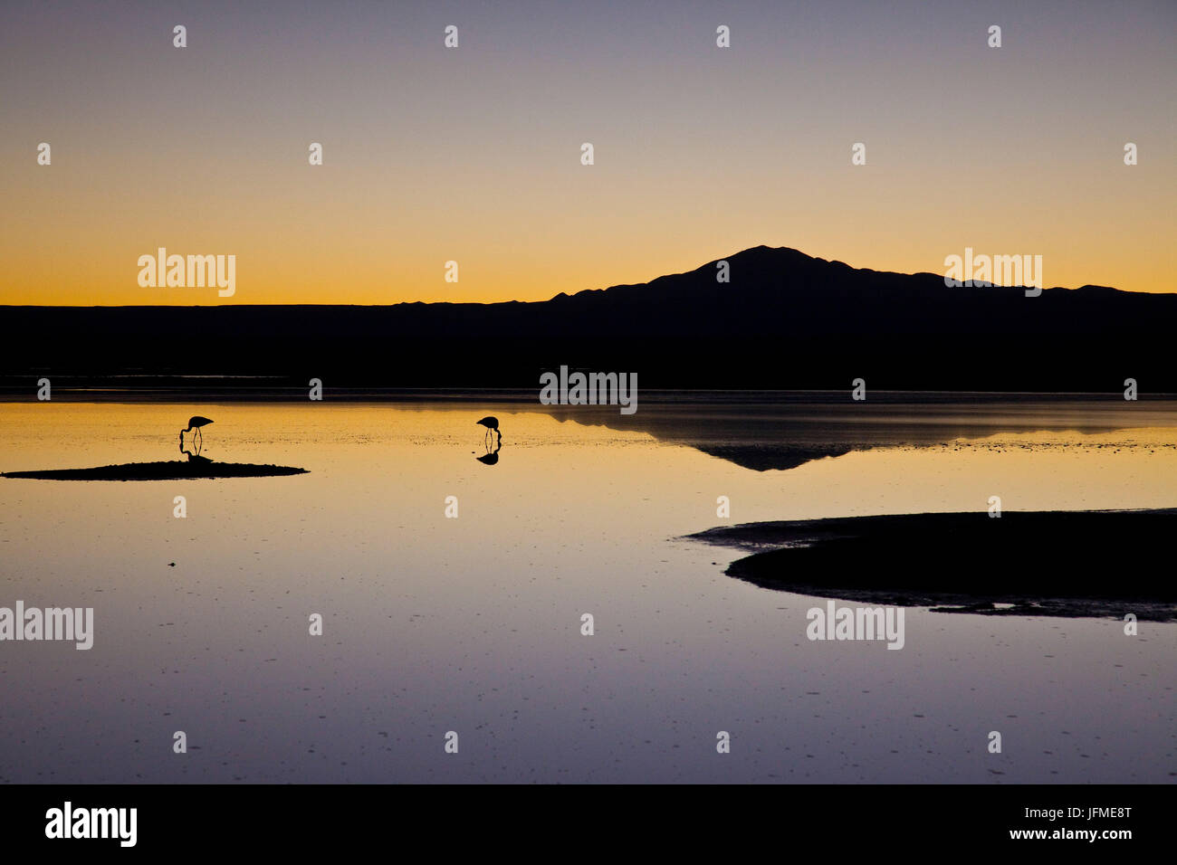 Silhouettes of flamingos in the calm waters of Chaxa lagoon at sunset San Pedro de Atacama Chile South America Stock Photo