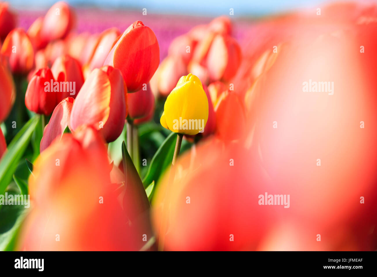 Close up of yellow tulip framed by a multitude of red tulips Oude-Tonge Goeree-Overflakkee South Holland The Netherlands Europe Stock Photo