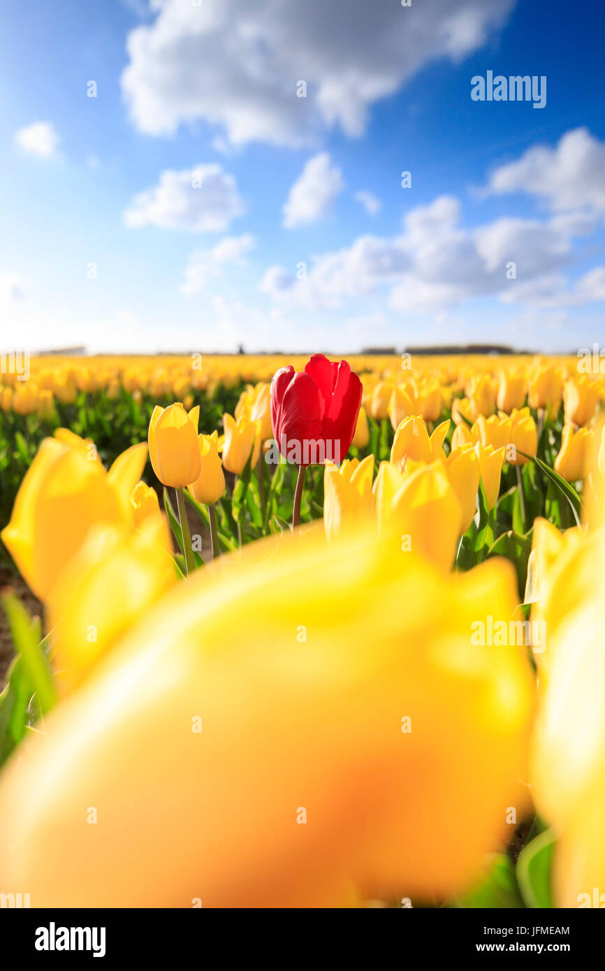 Sun on the red tulip framed by a multitude of yellow tulips Oude-Tonge Goeree-Overflakkee South Holland The Netherlands Europe Stock Photo