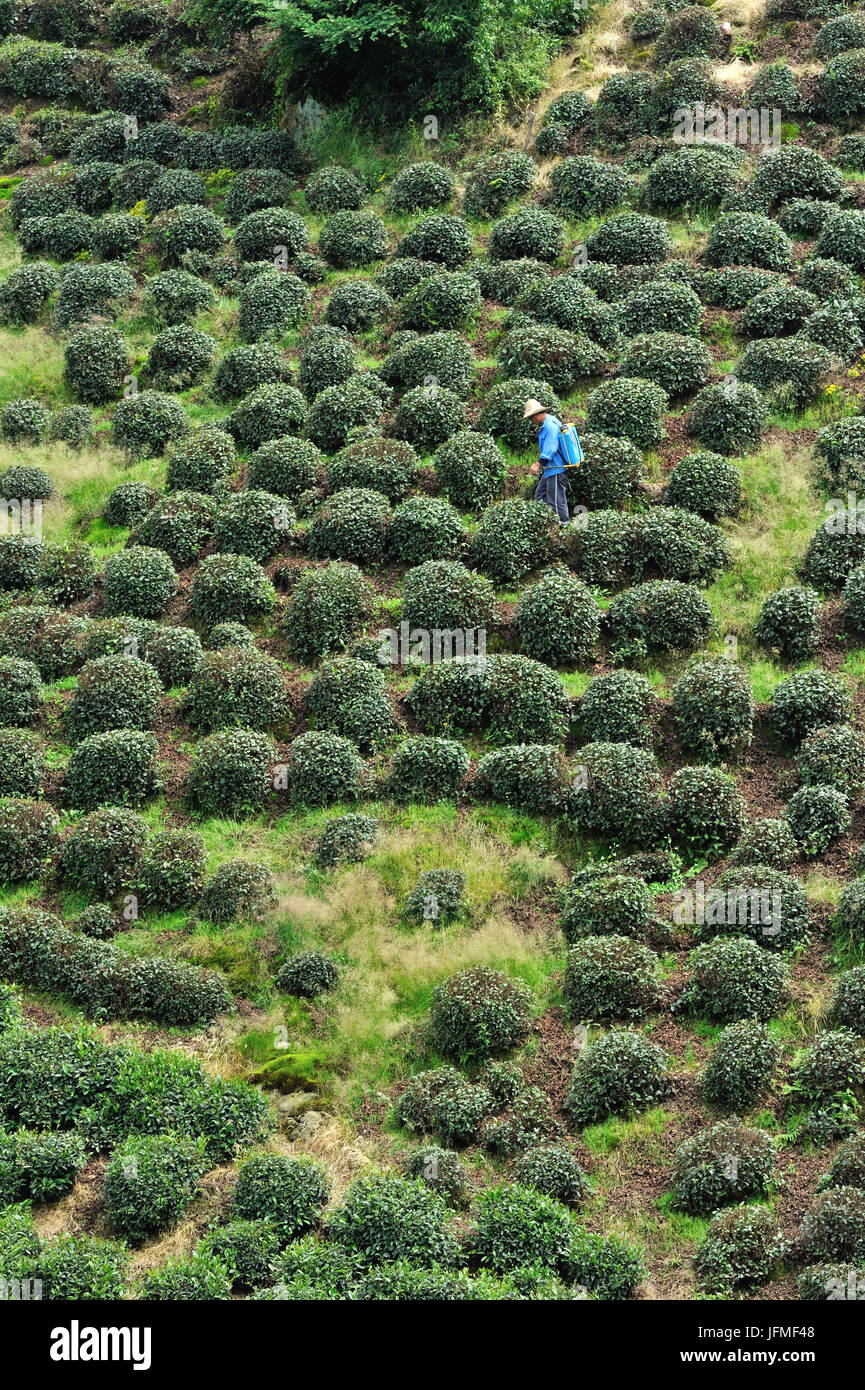 China, Zhejiang province, Longjing village, plantation of the famous tea “longjing cha' (one of the most expensive) near Hangzhou Stock Photo