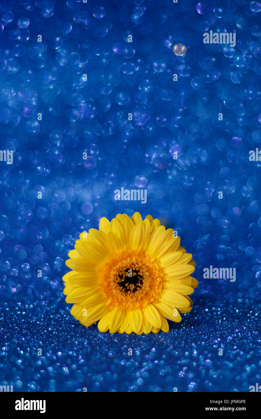 Single yellow flower closeup gerbera daisy with blue particular bokeh. Soft and selective focus Stock Photo