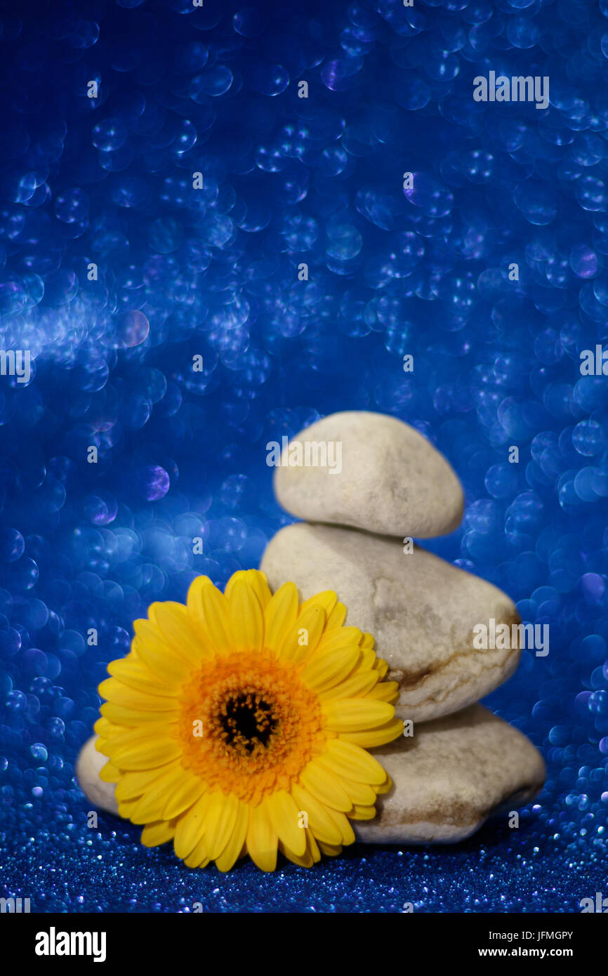 Single yellow flower closeup gerbera daisy and pile stones with blue particular bokeh. Soft and selective focus Stock Photo