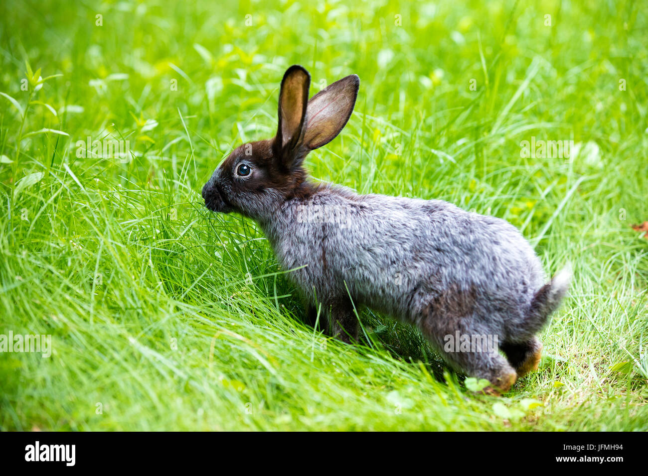 Rabbit Walking High Resolution Stock Photography and Images - Alamy