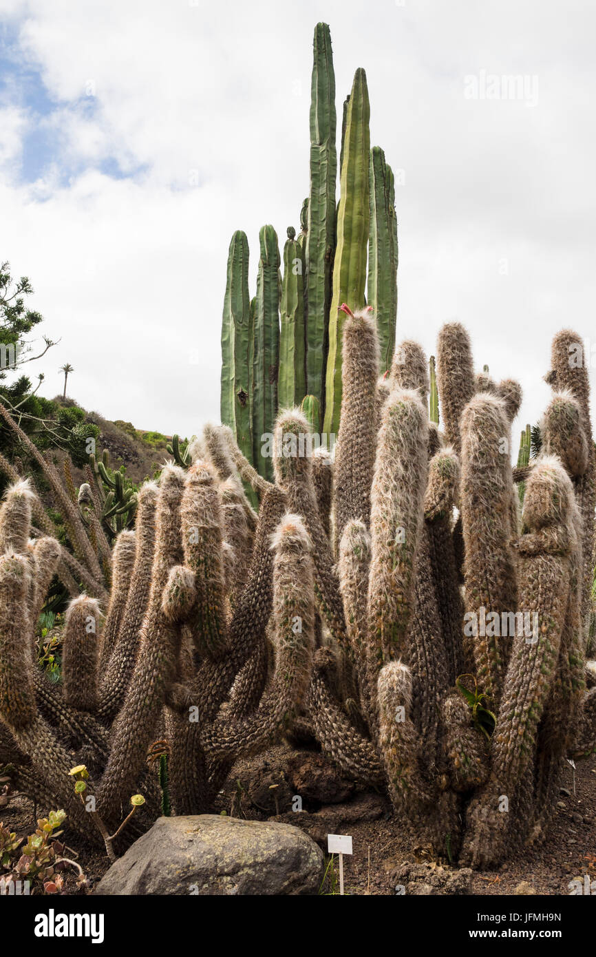 Oreocereus celsianus ('Old man of the mountain') cactus from Bolivia on display botanical gardens of Gran Canaria, Spain Stock Photo