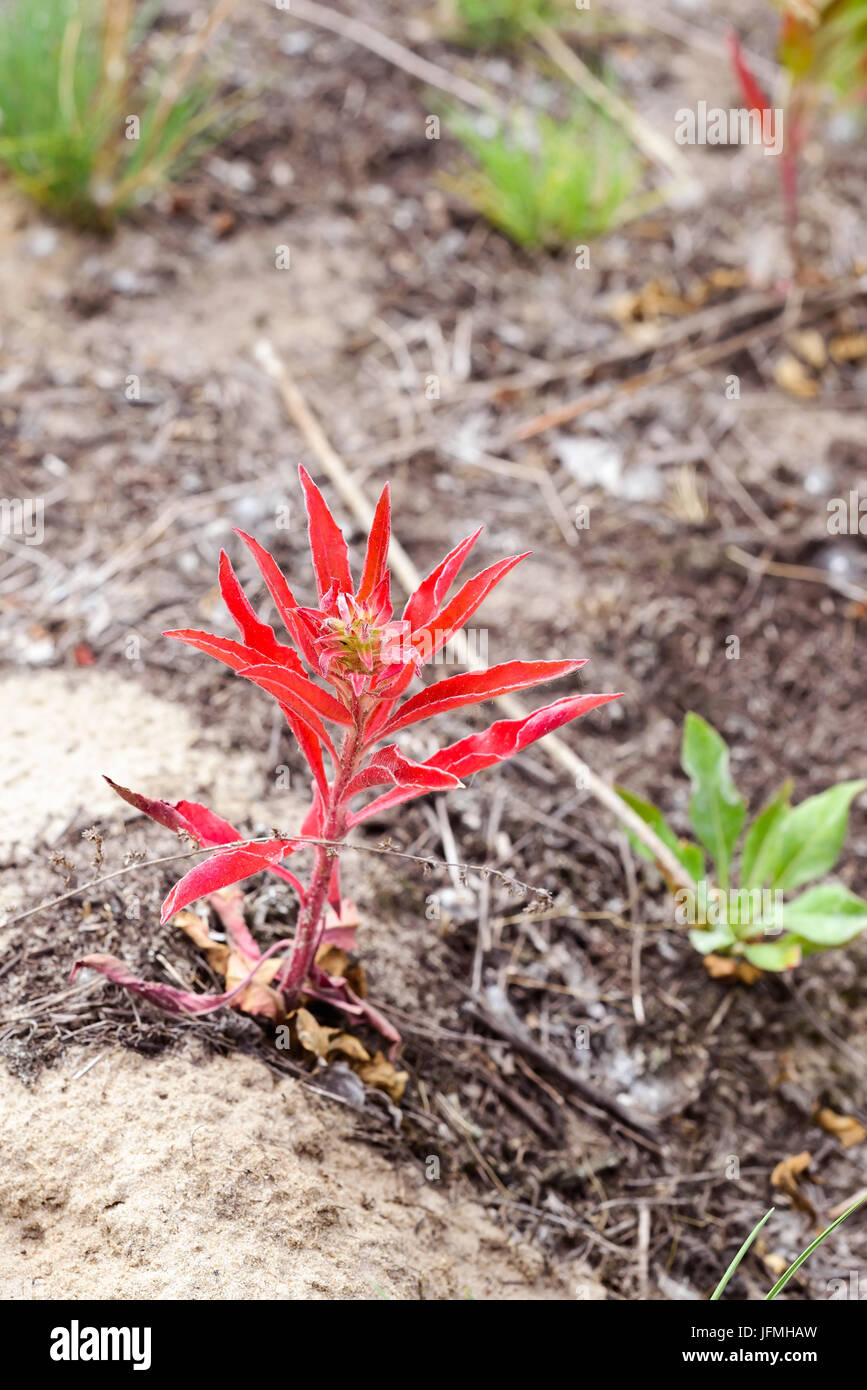 Young Oenothera Biennis plant, also known as common evening-primrose, evening primerose, evening star and sun drop, with red leaves. The flowers open  Stock Photo