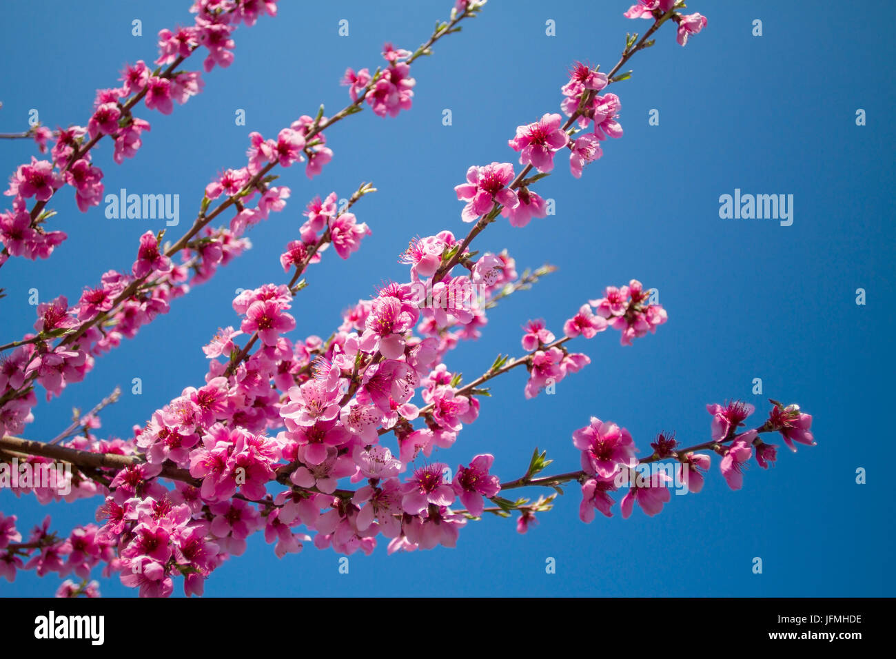 Peach tree garden hi-res stock photography and images - Alamy